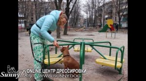 Чем занять собаку на улице? Умственное развитие. Отличная идея для прогулки с маленькой собачкой!