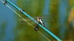 УТРО РЕКА КАЛЬМИУС РЫБАЛКА СЕНТЯБРЬ ДОНЕЦК 2021