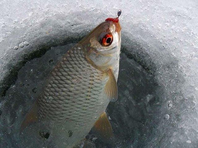 Ловля СОРОГИ по Последнему льду| Ловля ПЛОТВЫ на БЕЗМОТЫЛКУ | Рыбалка в ЗАЛИВЕ р.ВОЛГА. смотреть онлайн