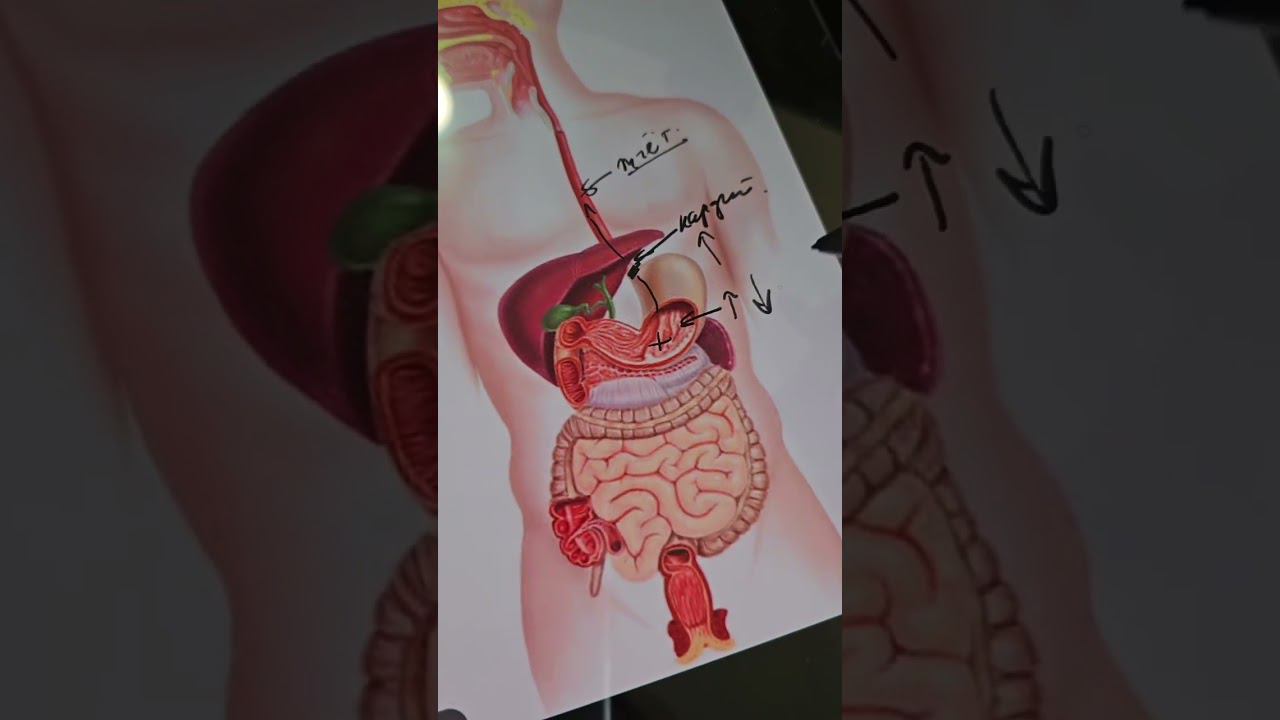 Причины изжоги. Наталья Кондакова, доктор натуропатии