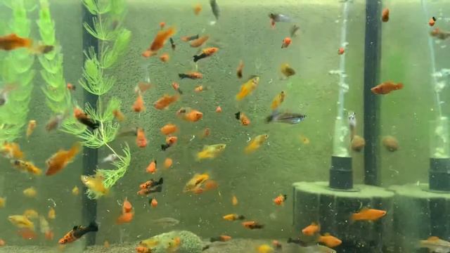 Меченосцы: красный, тигровый, зелёный, пецилия смотреть онлайн