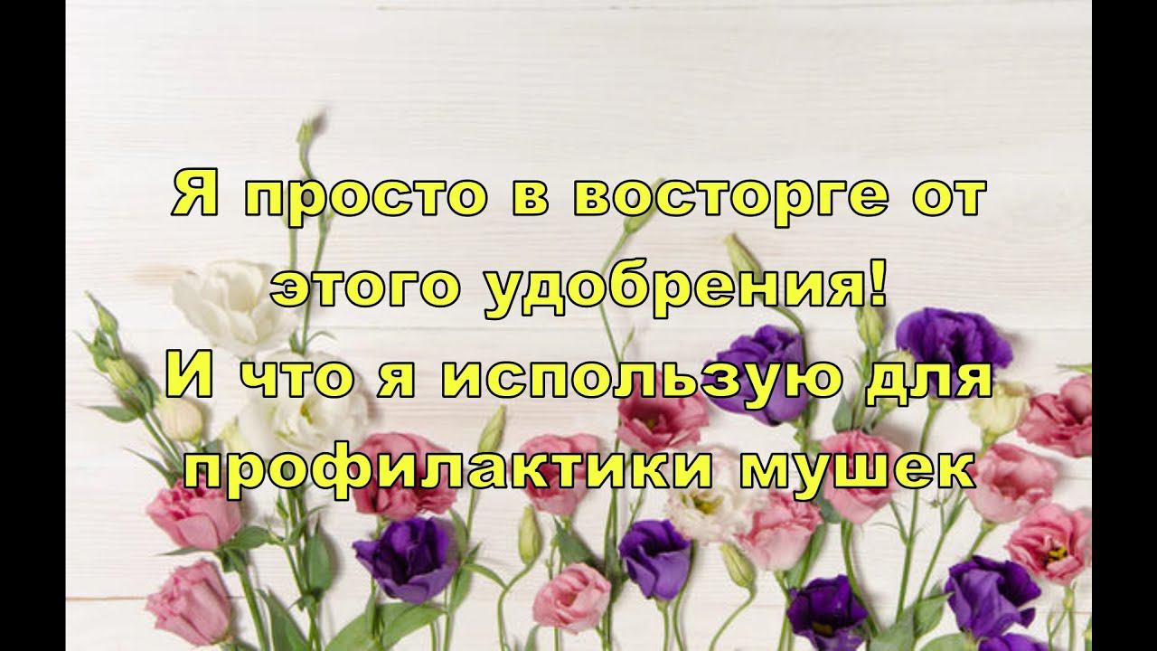 Я ПРОСТО В ВОСТОРГЕ ОТ ЭТОГО УДОБРЕНИЯ!  И ЧТО Я ДЕЛАЮ ДЛЯ ПРОФИЛАКТИКИ МУШЕК.