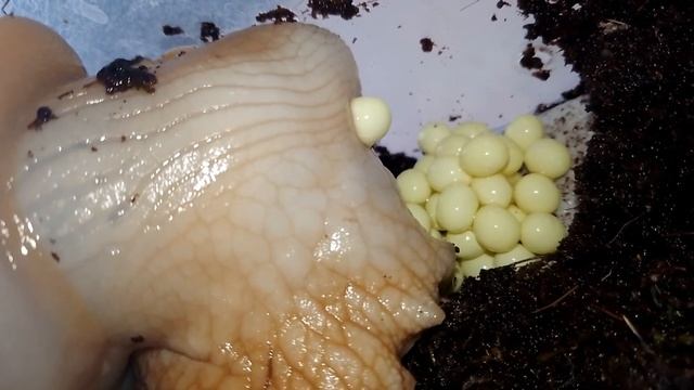 Вторая УЛИТКА ОТКЛАДЫВАЕТ ЯЙЦА | Крупным планом | Ахатина смотреть онлайн