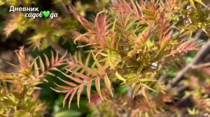 Рябинник рябинолистный Сэм | Sorbaria sorbifolia Sem Яркий неприхотливый кустарник для сада