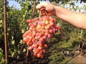 Сорт Винограда Гелиос