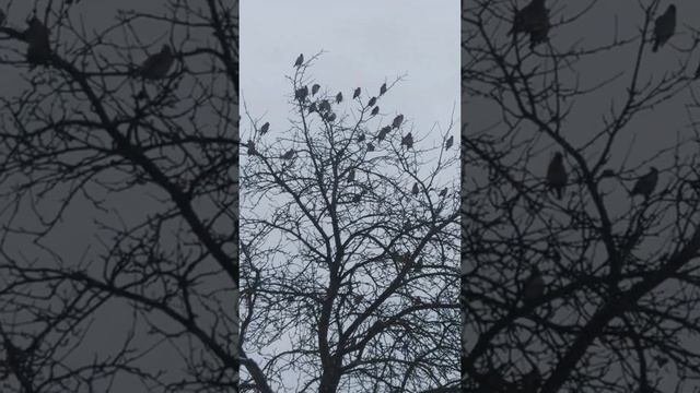 Перелётные птицы,  остались на зимовку