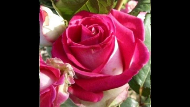 Троянда Ранок в Парижі (Роза Utro Parisa) Мій розкішний сад смотреть онлайн