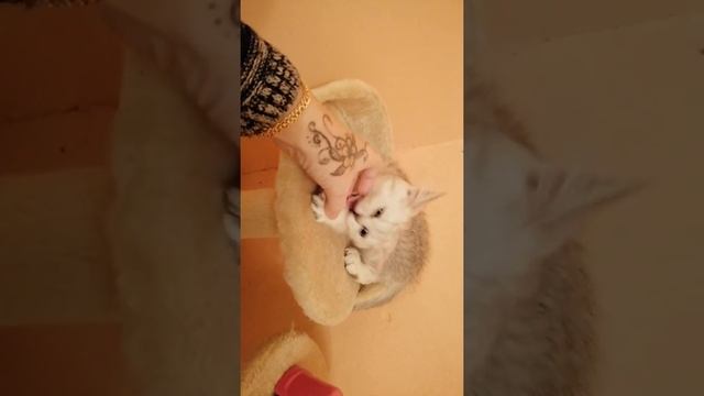 Шотландский котенок шиншилла серебро,от чемпиона.Одесса.продажа
