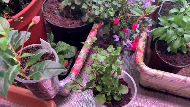 ☘️КАК СПАСТИ ЗАЛИТОЕ РАСТЕНИЕ  ЧТО ДЕЛАТЬ ПРИ ПЕРЕЛИВЕ ЦВЕТОВ