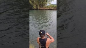 Massive snook fishing Puerto Rico in the river