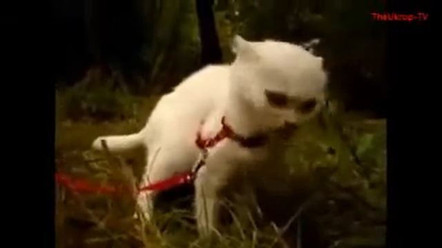 Буйный Славик пугает кота смотреть онлайн