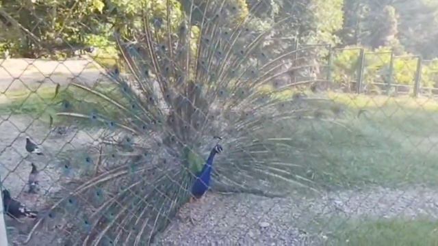 Сочи. Парк Дендрарий 2022 смотреть онлайн