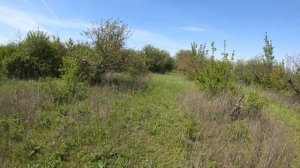 Ловля роёв. Секреты установки ловушек.