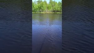рыбалка на окуня уха по остятцки