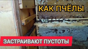 Как пчёлы ЗАСТРАИВАЮТ межрамочное пространство в пчелопавильоне.