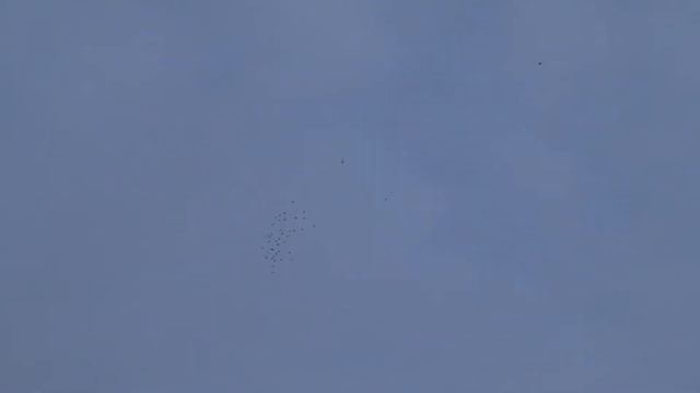 Скопец согнал голубей смотреть онлайн