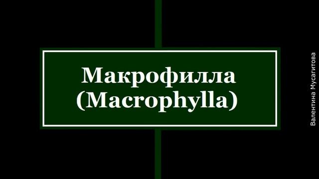 ❀ Спирея японская: 9 лучших сортов