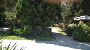 Пальмовый мотылёк- Paysandisia archon— Южноамериканский пальмовый бурильщик.