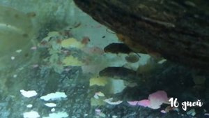 Анциструс от личинки до взрослой особи