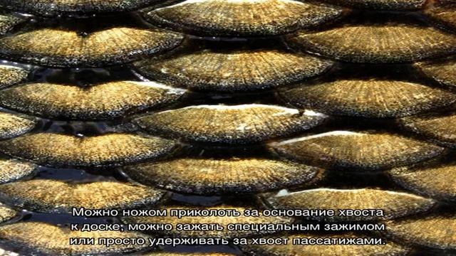 Как чистить окуня смотреть онлайн