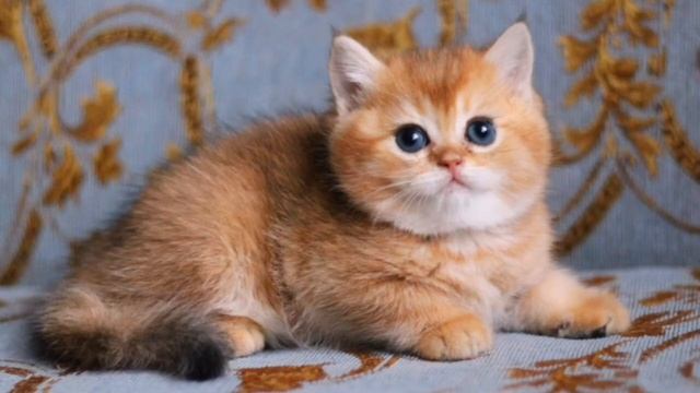 Восхитительный британский котик в окрасе золотая шиншилла.