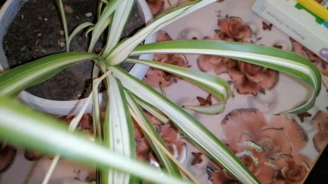Мои хлорофитумы. Комнатные цветы.