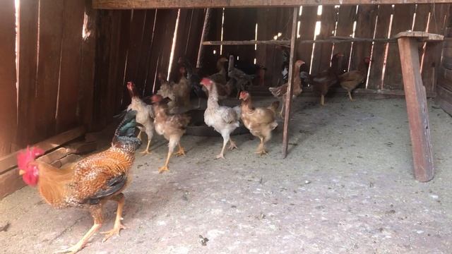 Петух с курами клюют зернышки