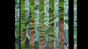 КОЧЕДЫЖНИК  (ATHYRIUM)  Папоротник подсем. Кочедыжниковые