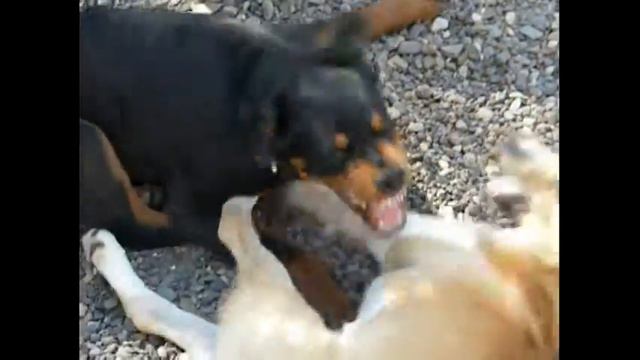 Собака Ротвейлер смотреть онлайн