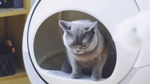 Автоматический туалет для кошек Petree | Automatical cat toilet Petree
