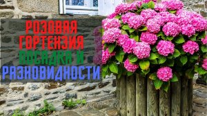 Разновидности и виды розовой гортензии.
