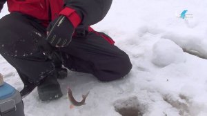 Рыбалка в устье реки Люнды. Ловля  плотвы, краснопёрки, окуня.