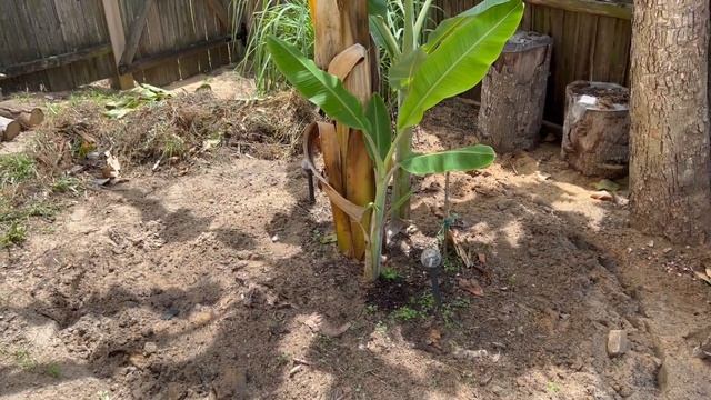 Blue Java Banana aka Ice Cream Banana Lots of New PUPS Update July 2022 смотреть онлайн