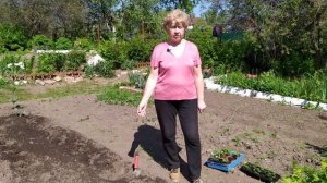 НЮАНСЫ ВЫРАЩИВАНИЯ МЕЛКОПЛОДНОЙ ЗЕМЛЯНИКИ И ЕЕ ПЕРЕСАДКИ В ОТКРЫТЫЙ ГРУНТ.