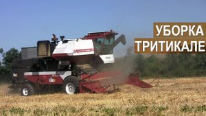 Уборка тритикале. Агрофирма "Зеленогорск". Крым