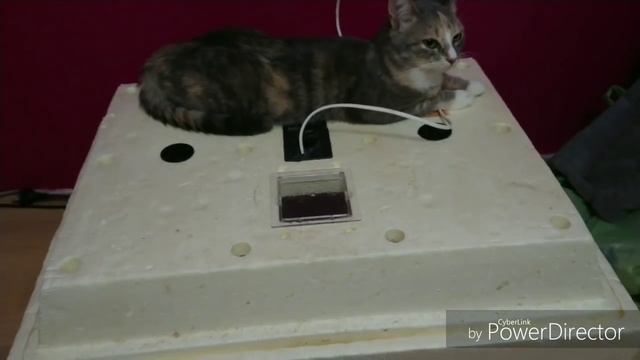 Новые овцы. Супер порода смотреть онлайн