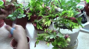 Черенкование колеуса в вермикулите.Результаты обрезки пеларгонии.#колеус #черенкование  #цветы