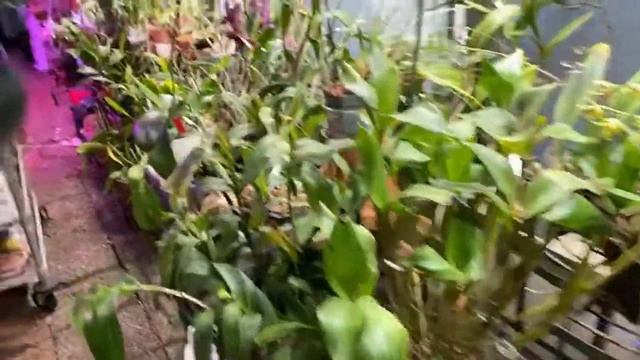 LIVE IN THE ORCHID JUNGLE. A STROLL AROUND смотреть онлайн