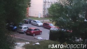 Собаки растерзали кошку