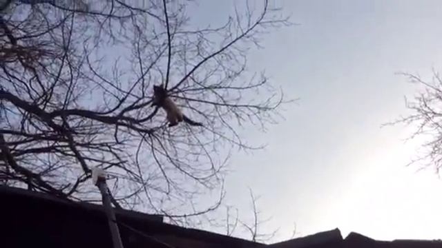 VLOG: спасаем кошку, уборка смотреть онлайн