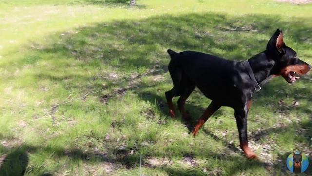 9 Horrible Reasons for Not Getting a Doberman смотреть онлайн