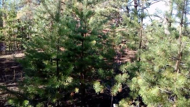 АСМР\ASMR Мурашки на природе.Звуки.Хруст коры и травы.NATURE.Crunch of tree bark смотреть онлайн