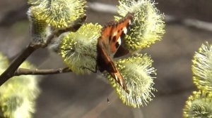 Поль Мориа  Любовь синего цвета  Весна