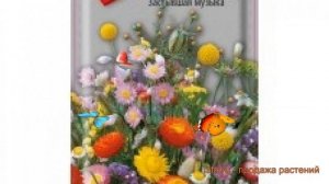 Сухоцветы обыкновенная Застывшая музыка ? обзор: как сажать, семена сухоцветов Застывшая музыка