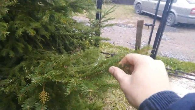 Готовим витамины на зиму для Кур и Перепелов.