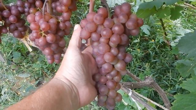 Виноград. Помогите определить сорт. смотреть онлайн