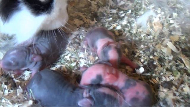 Вот они! Эти крольчата самые особенные! Коровка и новорожденные кролики.