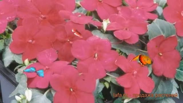 Бальзамин обыкновенный Бургунди ? бальзамин Бургунди обзор: как сажать семена бальзамина Бургунди смотреть онлайн