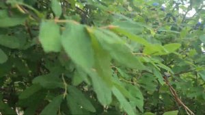 ТОЛЬКО ТАКОЙ СПОСОБ СБОРА ЖИМОЛОСТИ НАДО ИСПОЛЬЗОВАТЬ. СОБИРАЕМ ЯГОДЫ В РАЗЫ БОЛЬШЕ.