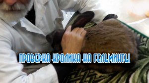 Специалист проверяет кролика на наличие гельминтов